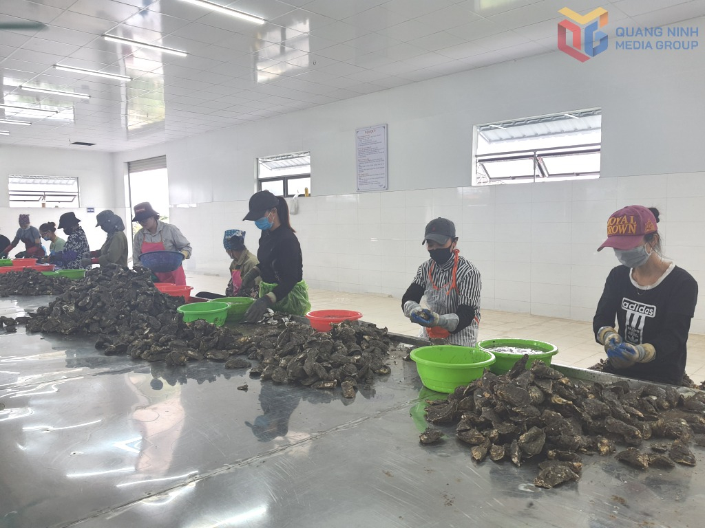 Sơ chế hàu ở Công ty CP SEAGOLD.