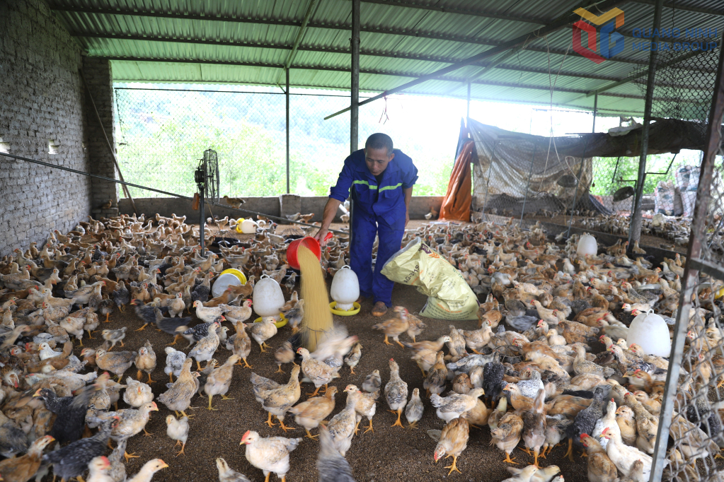 Quy mô đàn gà chăn thả của gia đình anh Trần Văn Thoòng thường xuyên duy trì trên 6.000 con.
