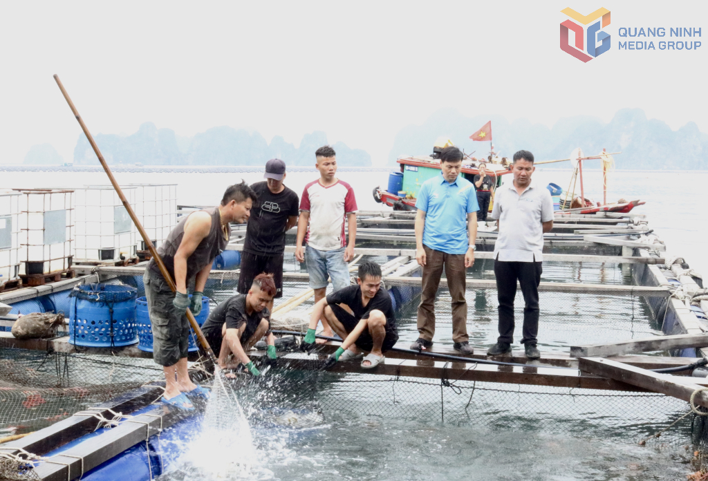 Đoàn công tác của Liên minh HTX tỉnh khảo sát, đánh giá hoạt động nuôi trồng thủy sản tại HTX Nuôi trồng thuỷ sản Phúc Nam.