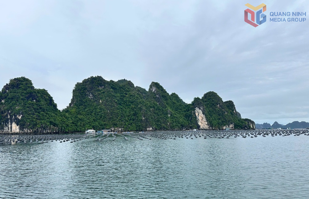 Khu vực đảo Ông Cụ có khoảng 154,5ha mặt nước, hiện có 76 hộ dân đang nuôi cá lồng bè ổn định và được quy hoạch trở thành vùng nuôi biển tập trung.