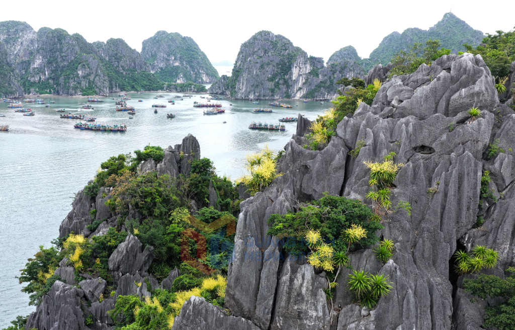Hoa phất dụ núi bung nở trên sườn núi đá vôi vịnh Hạ Long, tạo nên bức tranh thiên nhiên vừa hùng vĩ vừa giàu sức sống. Ảnh: Khánh Giang