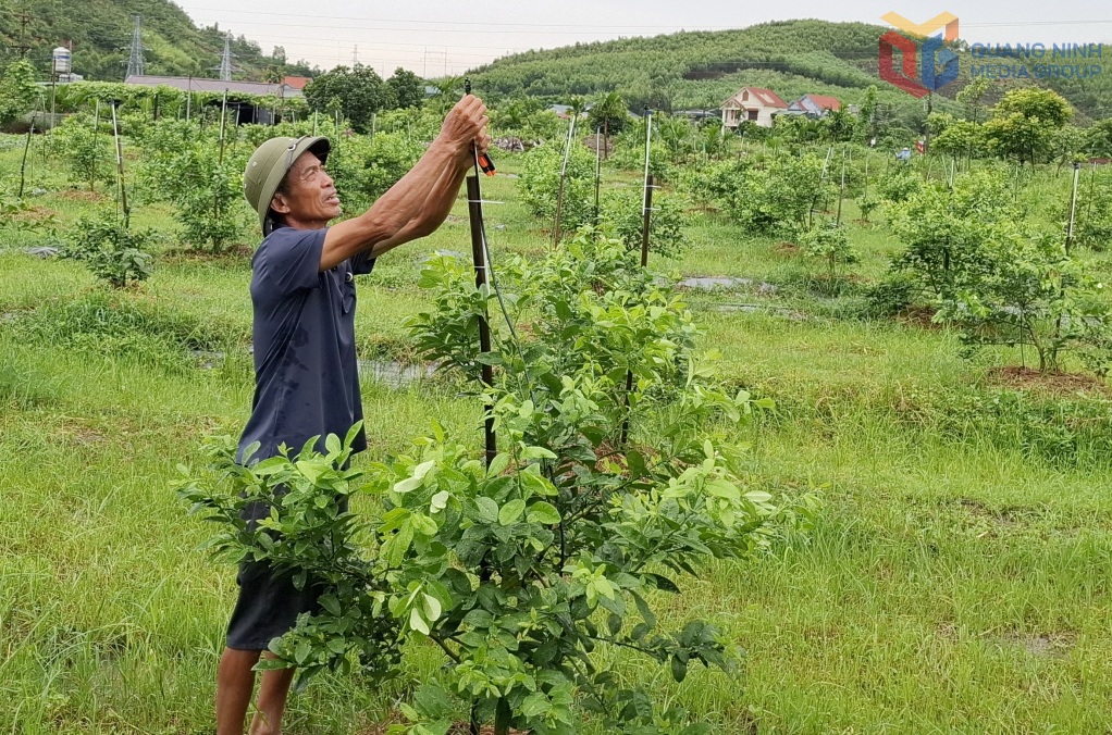 Lao động HTX Nông nghiệp Hương Việt (phường Vàng Danh) kiểm tra hệ thống tưới chủ động cho mô hình trồng chanh tứ quý của HTX.
