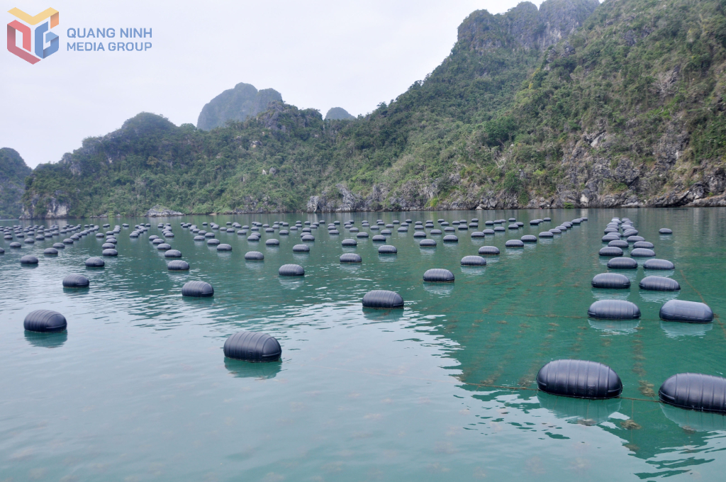 Nuôi hàu sử dụng vật liệu HDPE trên vùng biển Vân Đồn.